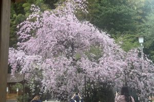 京都市北区「平野神社の桜」